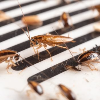 Exterminateur cafard à toulouse : un service rapide et efficace